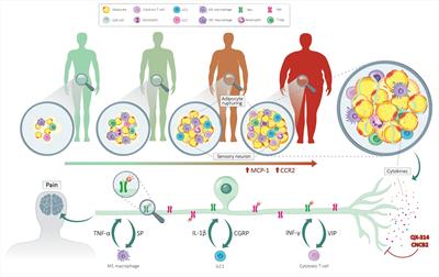 Neuro-Immunity Controls Obesity-Induced Pain